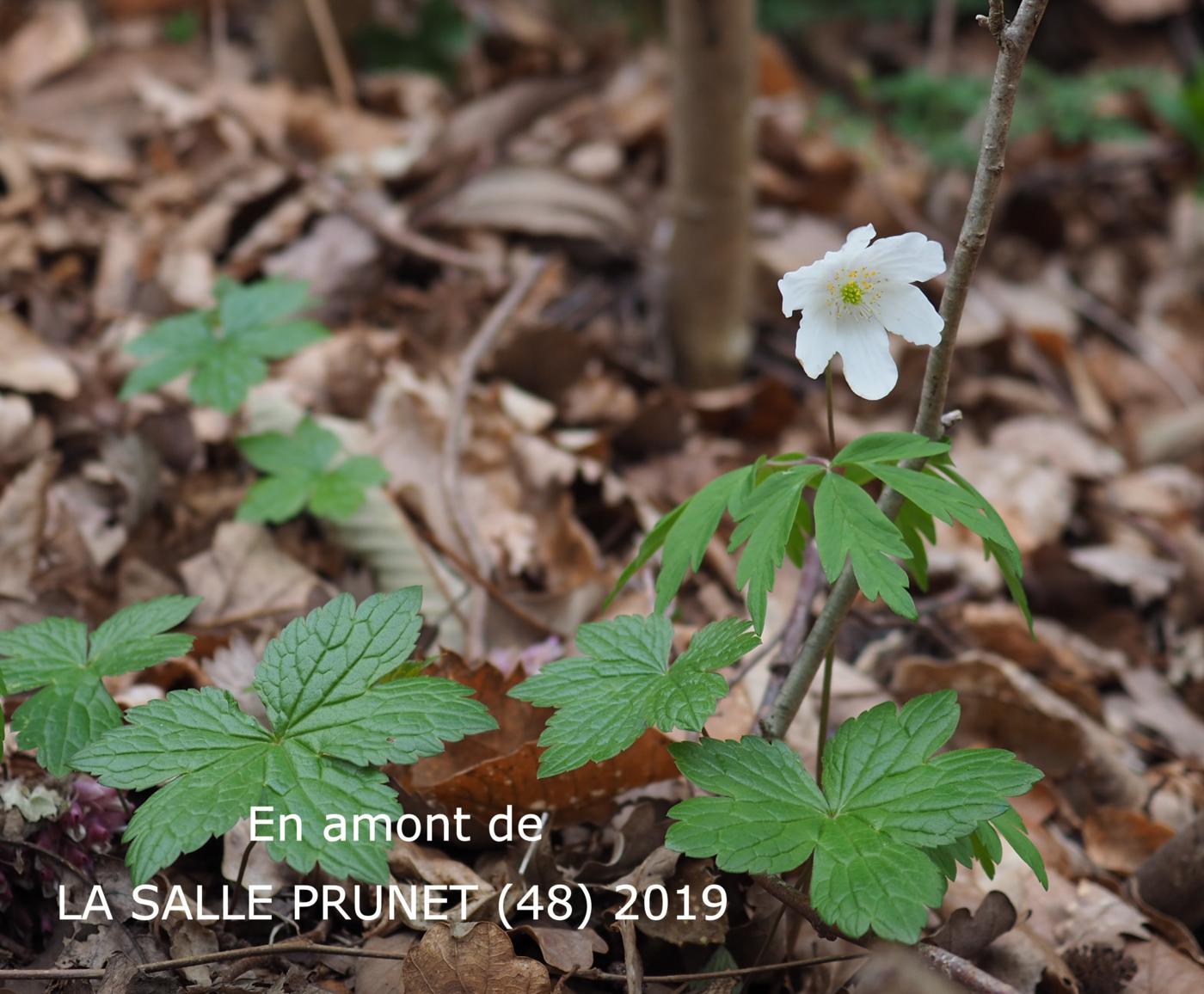 Anemone, Wood plant